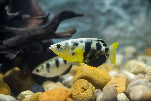 דג צלף Toxotidae יורק סילון מים | Jurgen Freund, Science Photo Library