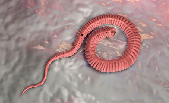 קרובה להכחדה, אף שאין חיסון נגדה. דרקון קטן: איור ממוחשב של לרווה (זחל) של תולעת גינאה | איור: Kateryna Kon / Science Photo Library