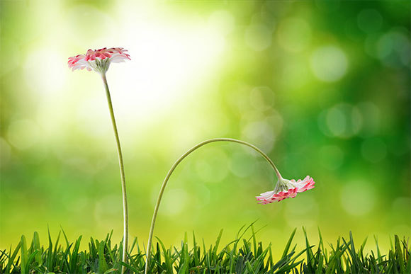 **תמונה של פרח נבול** | צילום: Davizro Photography Shutterstock