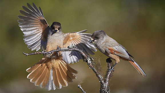 בעלי חיים עשויים להוריש לצאצאים את הנדל"ן שלהם, למשל להשאיר להם את הקן שבנו, כמו אצל העורבנים הסיביריים | צילום: Bildagentur Zoonar GmbH, Shutterstock