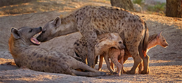 משפחה של צבועים נקודים | צילום: Ondrej Prosicky, Shutterstock