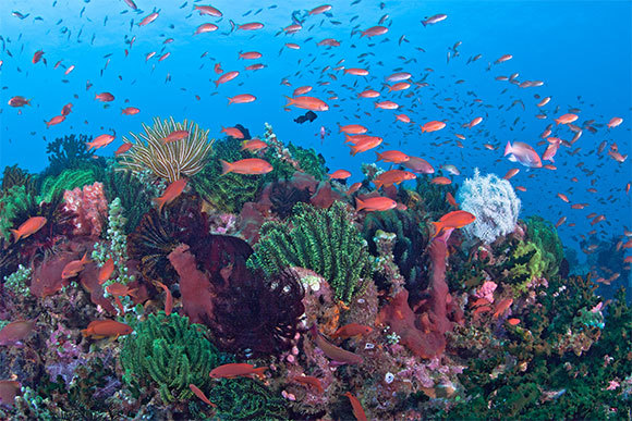 שונית אלמוגים שוקקת חיים בפיליפינים | Cingular, Shutterstock