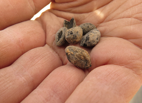 גלעיני זיתים שנמצאו בחלוצה | גיא בר-עוז
