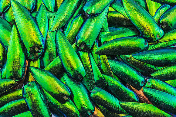 כנפי חפייה של חיפושיות ממשפחת הברקניתיים | צילום: Wantanee Meephom, Shutterstock