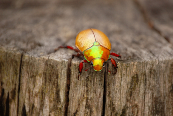 "חיפושית חג מולד" על בול עץ | צילום: Jayceefoto, Shutterstock