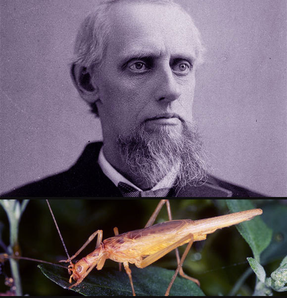 איימוס דולביר וצרצר העצים שעליו כנראה הסתמך בניסויים | צילומים: MARYANN FRAZIER / SCIENCE PHOTO LIBRARY, Wikipedia, public domian