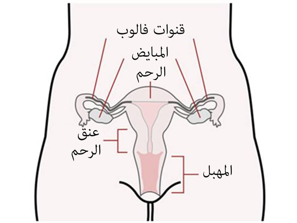 الجهاز التناسليّ الأنثويّ | صورة: ويكيبيديا