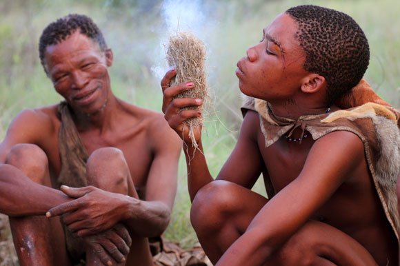 בושמנים ממדבר קלהארי | צילום: Dietmar Temps, SPL