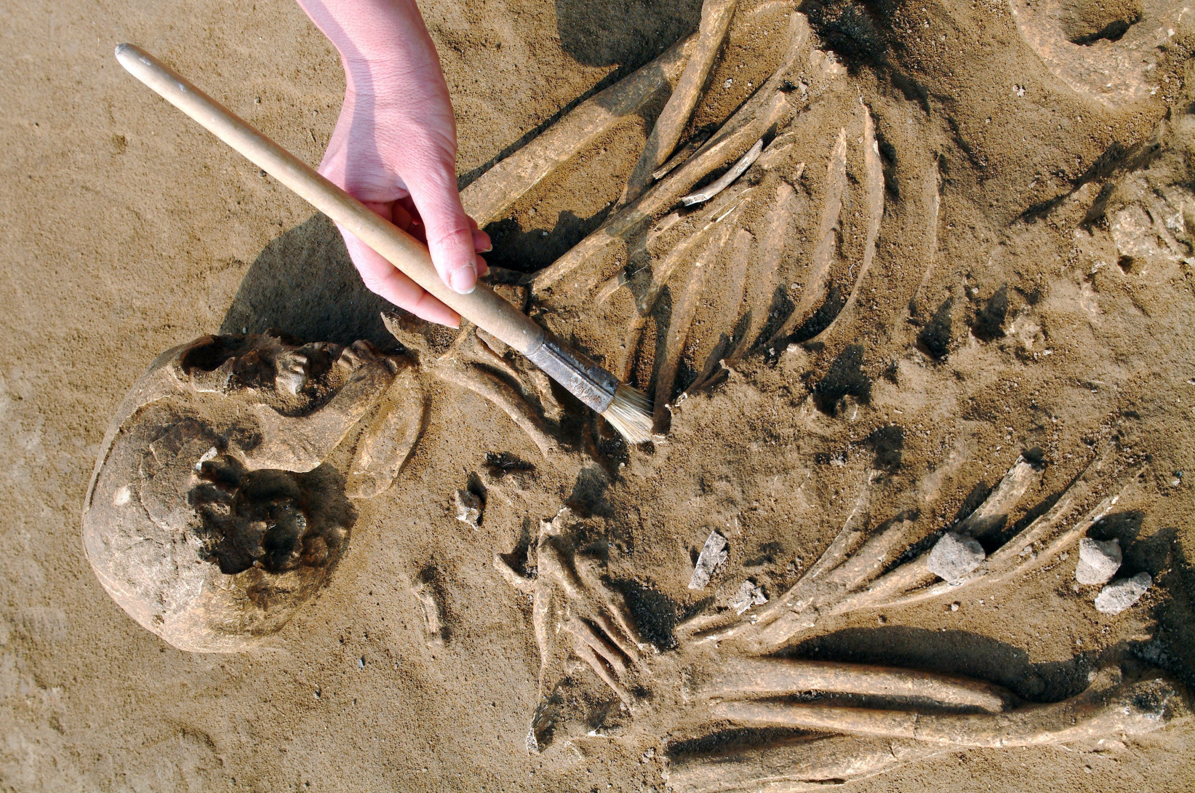 חשיפה של שלד מלפני כ-6,000 שנה באיטליה | צילום: Pasquale Sorrentino, SPL