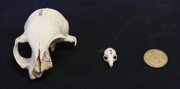 חיות הבית הקדומות. גולגולת של חתול (משמאל) ולצדה גולגולת של עכבר | צילום: אוניברסיטת חיפה