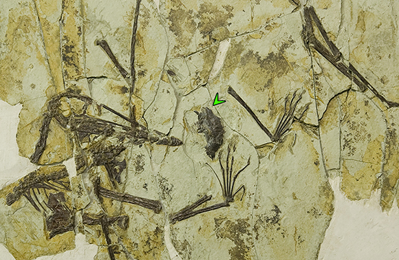 הפטרוזאורים התאבנו יחד עם הצנפות שלהם | מתוך המאמר: Jiang et al., Philosophical Transactions of the Royal Society B, 2022