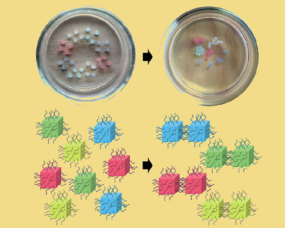 לבנות עם DNA. קוביות הג'לי לפני ואחרי שחוברו יחד בעזרת גדילי ה-DNA, לפי הצבע | OITS