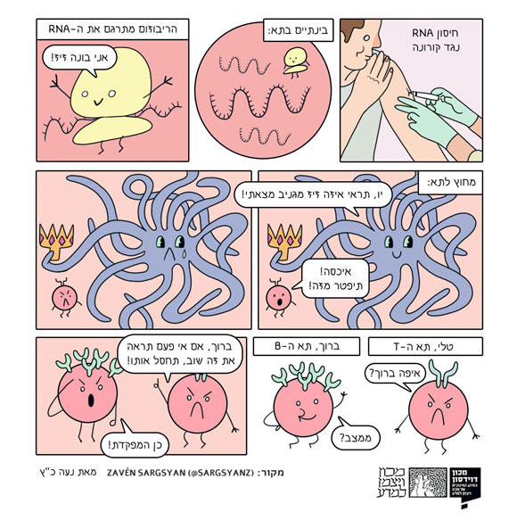איך עובד חיסון ה-mRNA? איירה: נעה כ"ץ
