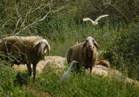 הכבשים מתחזקות את השמורה בלי פחד מטורפים, האנפיות לצדן | צילום: איגור ארמיאץ'-שטיינפרס