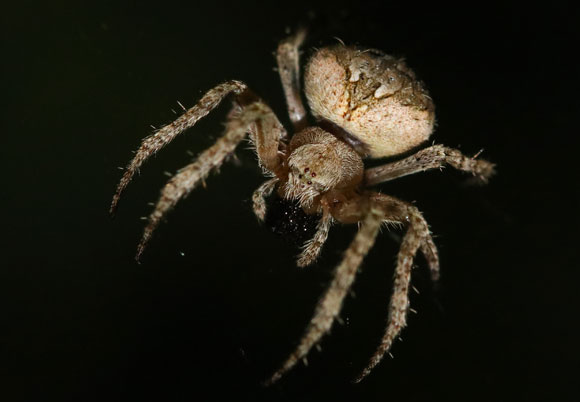 עכבישה גלגלית (Neoscona subfusca) פורסת את רשת הציד | צילום: אבי דוילנסקי