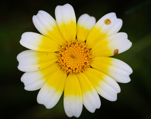 חרצית עטורה (Glebionis coronarium). מופע נדיר בצבעי צהוב-לבן. צילום: אבי דוילנסקי
