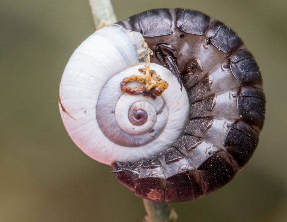 זחל של החיפושית קברנית השבלולים (Ablattaria arenaria) טורף שבלולון מצוי (Xeropicta vestalis) | צילום: מתן מור