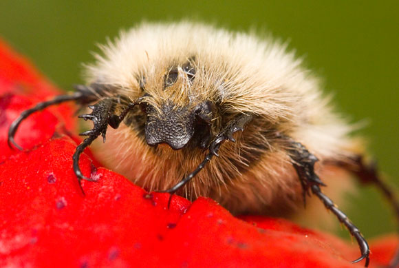 חיפושית פרחית שעירה (.Tropinota sp) הניזונה מפרחים | צילום: עידו הופשטטר-סבג