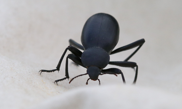 שחרורית בלפס (.Blaps sp), חיפושית גדולה ולא בררנית במזונה | צילום: אבי דוילנסקי