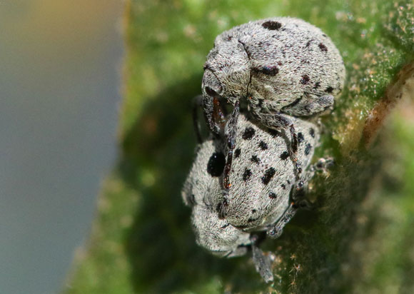 חדקוניות הבוצין (Cionus wittei) בהזדווגות על צמח הבוצין, שם הן מבלות את כל חייהן | צילום: אבי דוילנסקי
