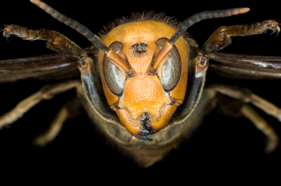 הצרעה האסייתית הענקית | צילום: LAWRENCE LAWRY / SCIENCE PHOTO LIBRARY