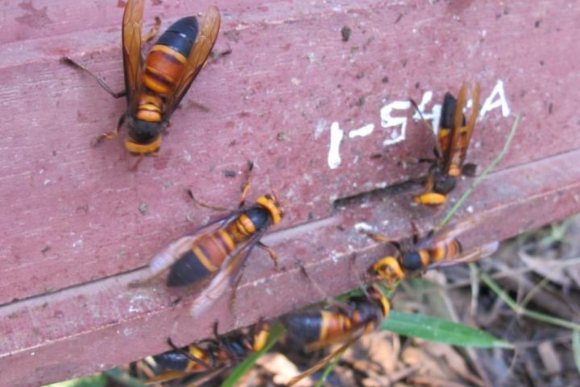 צרעות ענקיות ליד פתח הכוורת | צילום: Heather Mattila