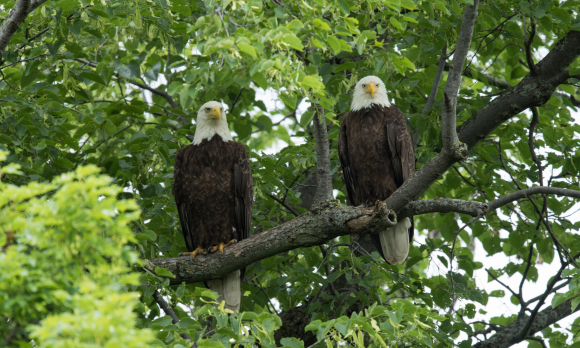 עיטמים לבני ראש | Science Photo Library