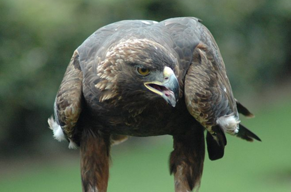 עיט זהוב | J. Glover - Atlanta, Georgia