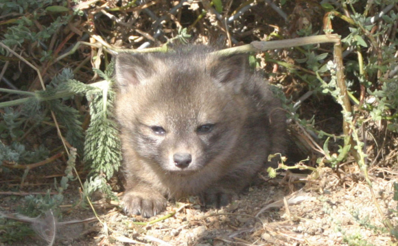 גור של שועל איים | National Park Service