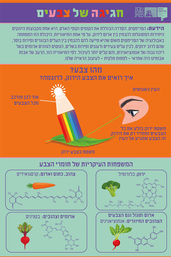 אינפוגרפיקה