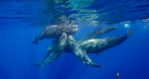 קבוצה של לווייתני ראשתן באוקיינוס ההודי | Shutterstock, wildestanimal