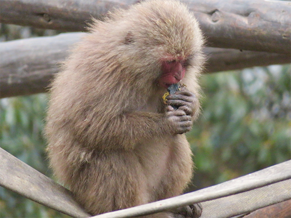 קוף מקוק יפני אוכל בטטה | Wikipedia, KKPCW