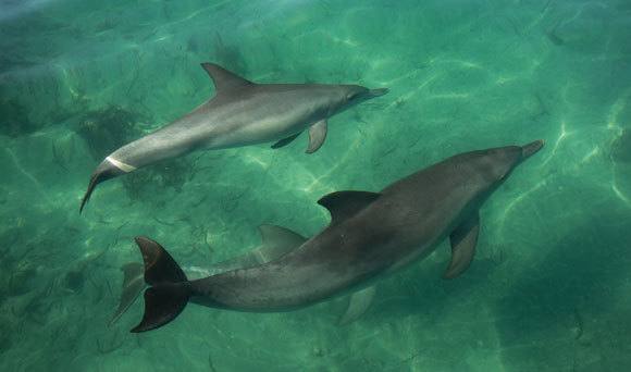 צמד דולפינים באתר המחקר | צילום: סוניה ויילד