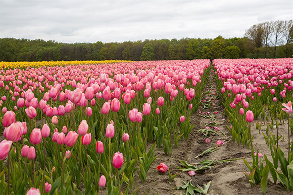 פרחי צבעונים בהולנד | Kartouchken, Shutterstock