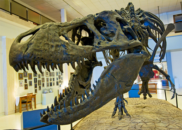 דגם שלד של טירנוזאור | Millard H. Sharp, Science Photo Library