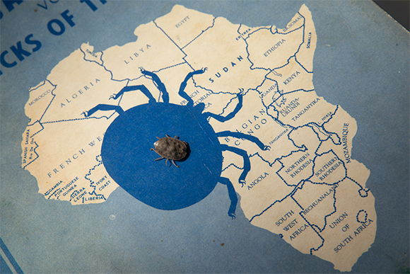 קרצייה על מפת אפריקה | Jonathan Cohen, Binghamton University