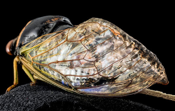 קוצים זעירים קורעים את דופן החיידקים. כנף של ציקדה | צילום: Science Photo Library