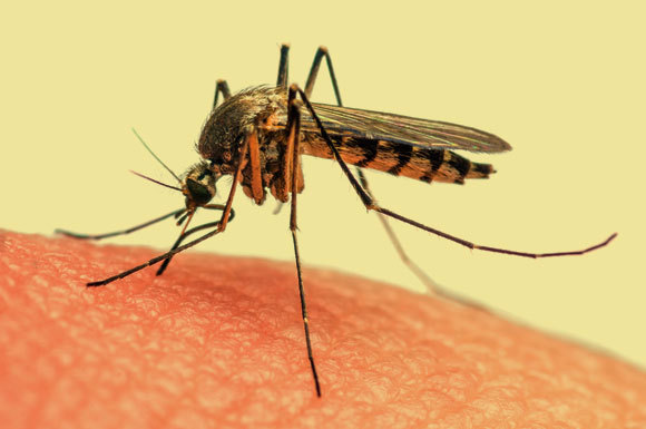 יתושה בפעולה | צילום: Shutterstock