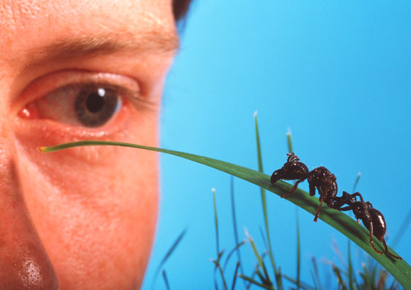 אדם מתבונן בנמלה על עלה עשב | Science Photo Library