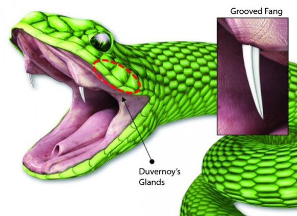 שיניים אחוריות של נחש, עם החריץ לאורכן | מתוך W.-G. Bae et al., Science Translational Medicine