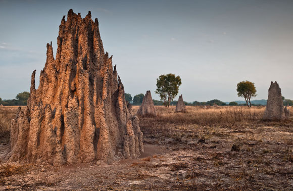תל טרמיטים באוסטרליה | Shutterstock