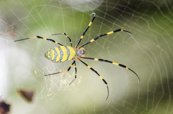 עכביש Nephila clavipes (ממשפחת הנפיליים) על רשת הקורים | מקור: מכון RIKEN
