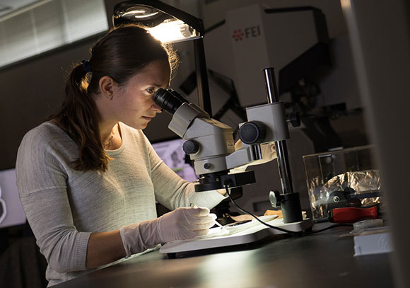ולאסקו-הוגן בוחנת את שיני דג הדרקון במיקרוסקופ | David Baillot/UC San Diego