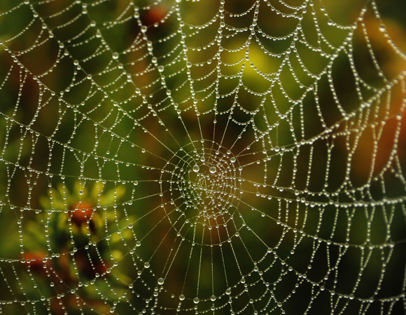 הדבר עמיד גם בלחות בזכות המולקולות שסופחות את המים מהסביבה. קורי עכביש לחים מטל | צילום: Shutterstock