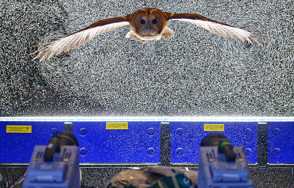 מצלמות מתעדות את הבועות המוארות ברגע המעבר של הינשוף דרכן | מקור: Royal Veterinary College