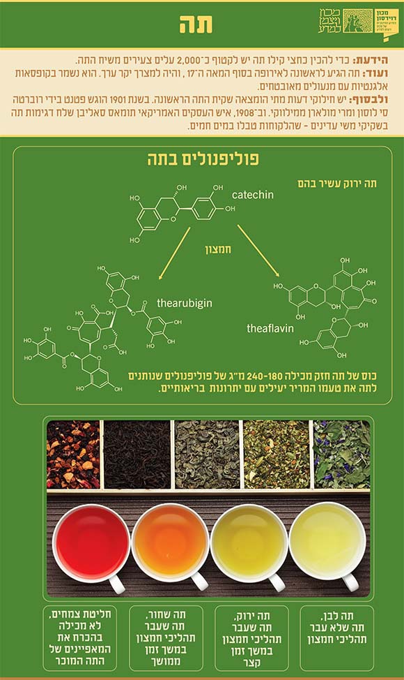 הכימיה של התה איור: מריה גורוחובסקי, מכון דוידסון לחינוך מדעי
