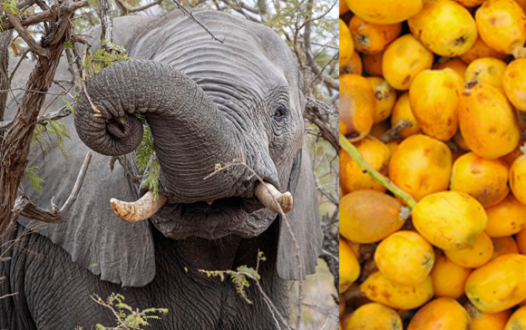 פיל אוכל מעץ מרולה בדרום אפריקה ופירות מרולה | צילומים: Andrea Izzotti, Jaroslaw Grudzinski, Shutterstock
