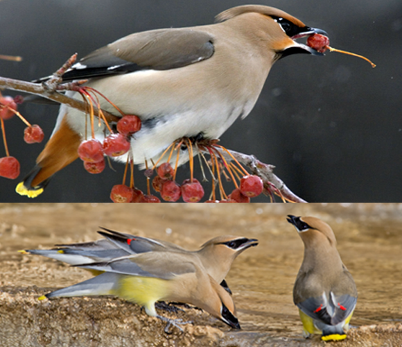 ציצנית ססגונית עם פרי במקור (למעלה) וציצניות ארז שותות (הפעם רק מים) | צילום: SPUTNIK / ANTHONY MERCIECA / SCIENCE PHOTO LIBRARY