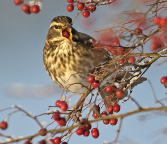 קיכלי לבן-גבה אוכל פירות יער | צילום: CHRIS GOMERSALL / 2020VISION / NATURE PICTURE LIBRARY / SCIENCE PHOTO LIBRARY
