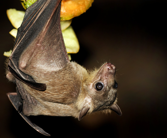 עטלף פירות מצוי | צילום: VICTOR HABBICK VISIONS / SCIENCE PHOTO LIBRARY